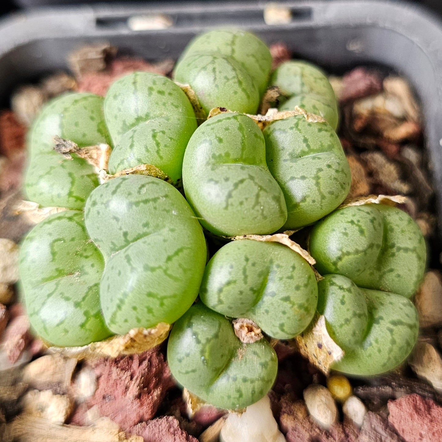Conophytum bundle (4 plants) – Curious Little Things