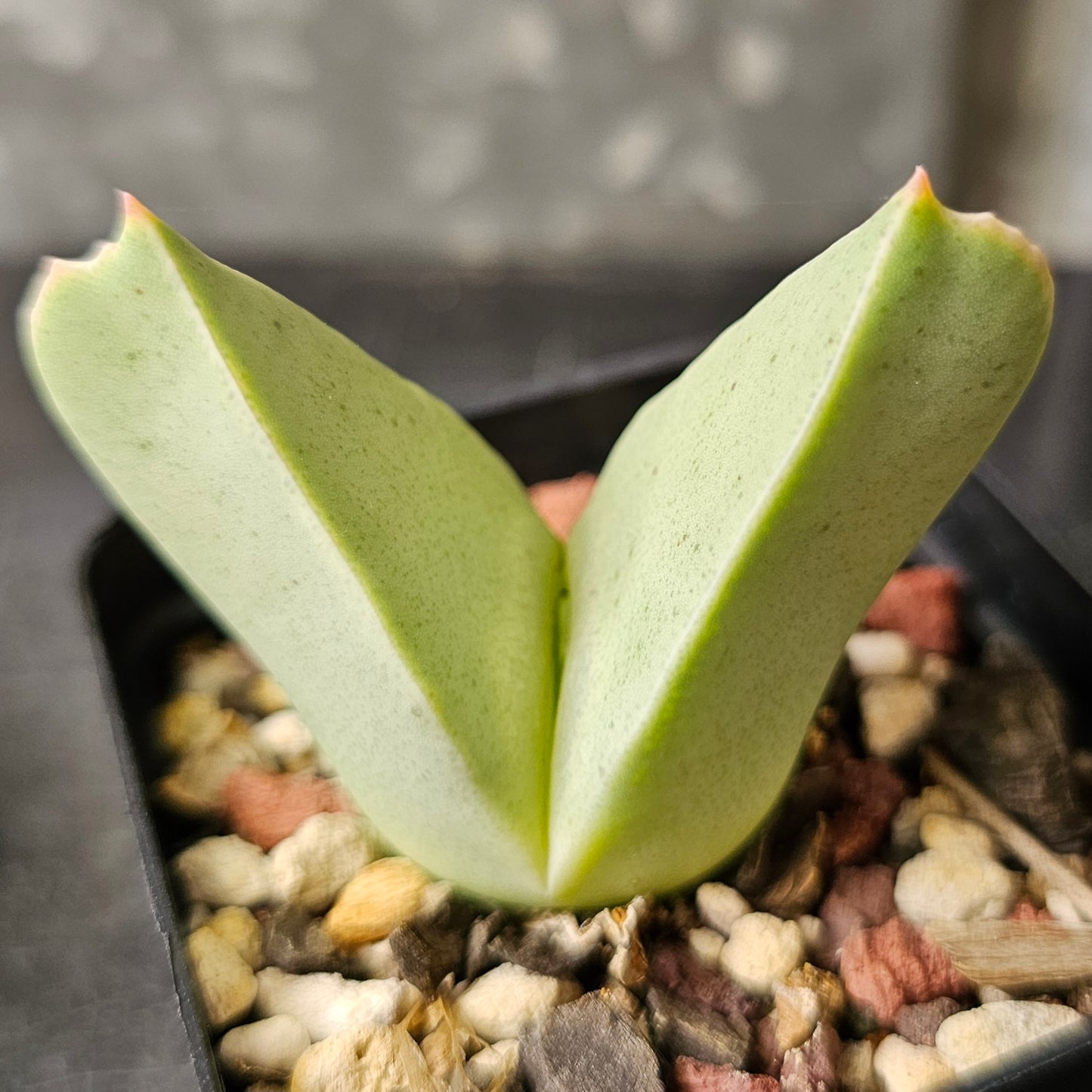 Conophytum bundle (4 plants) – Curious Little Things
