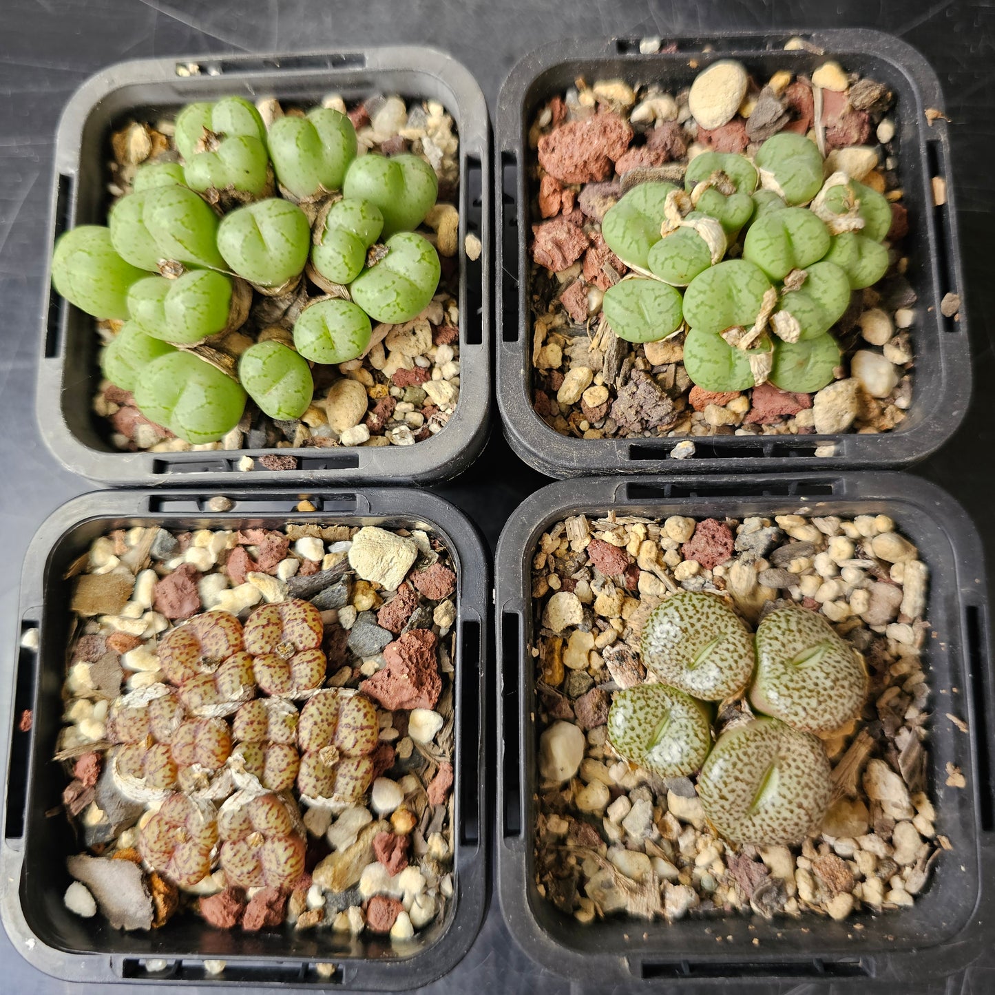 Conophytum bundle (4 plants) – Arid Selection