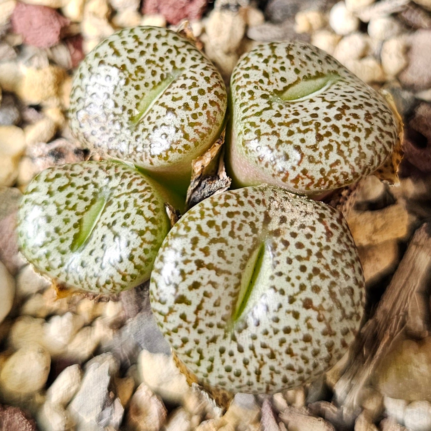 Conophytum bundle (4 plants) – Arid Selection