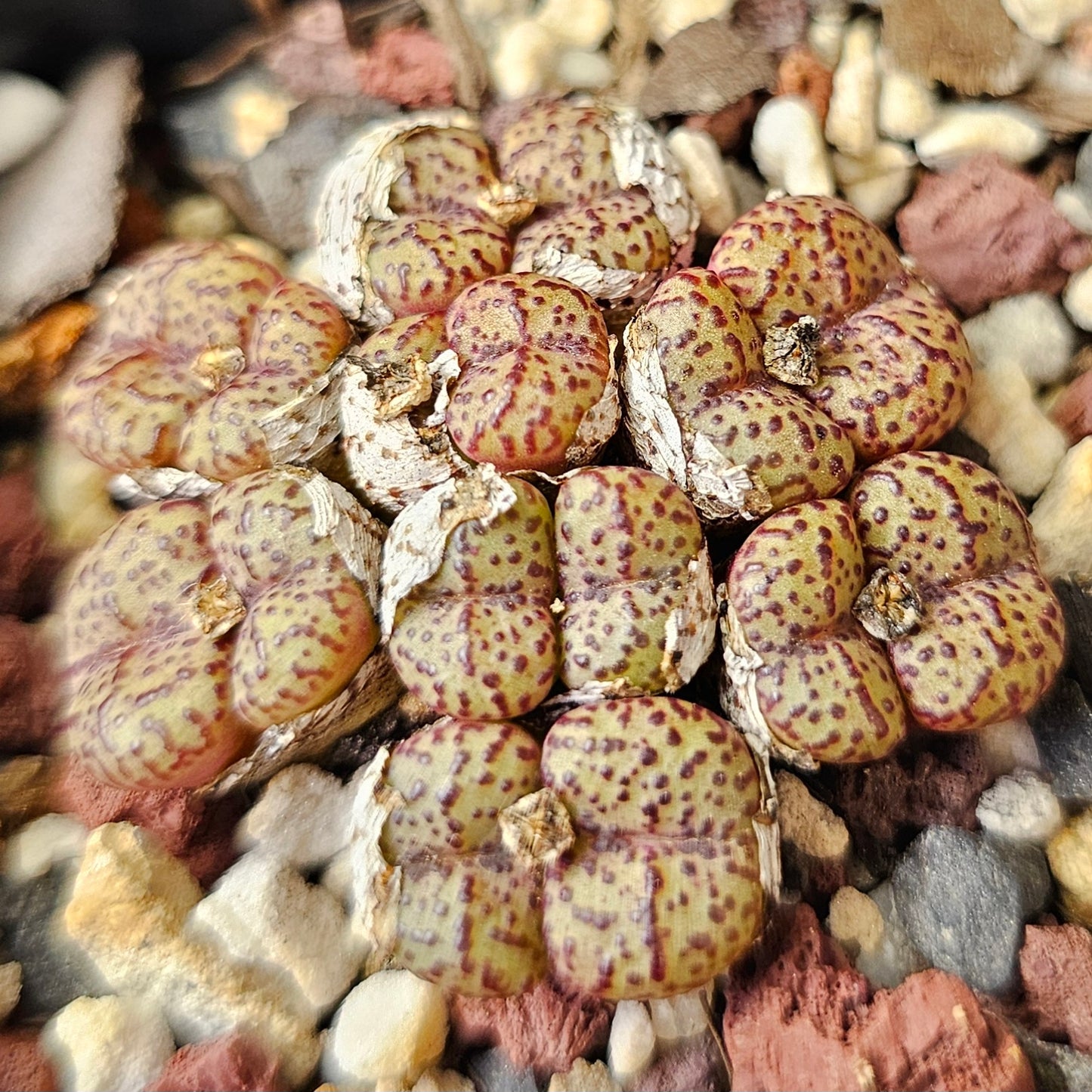 Conophytum bundle (4 plants) – Arid Selection