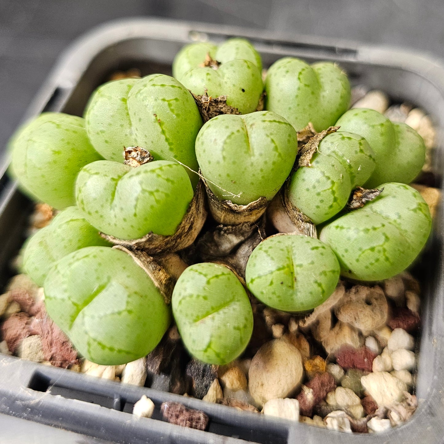 Conophytum bundle (4 plants) – Arid Selection