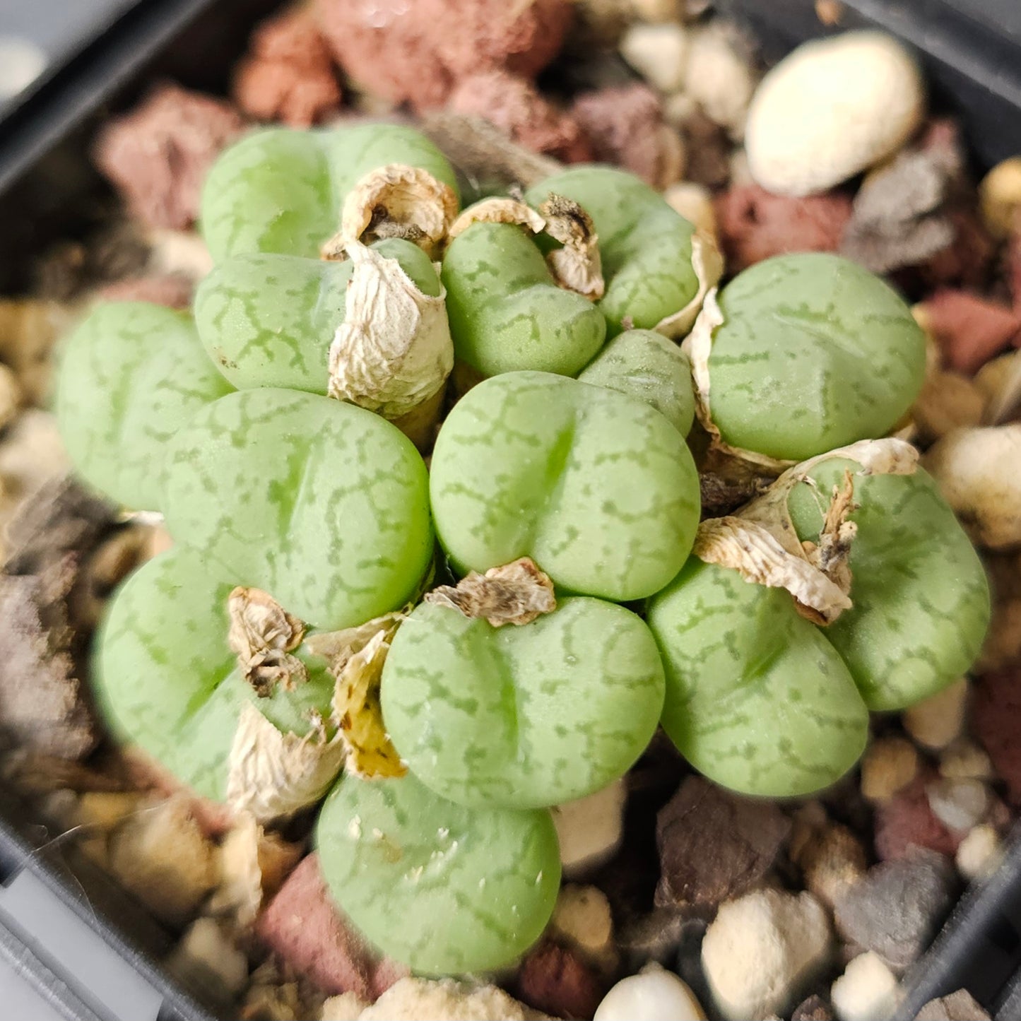 Conophytum bundle (4 plants) – Arid Selection