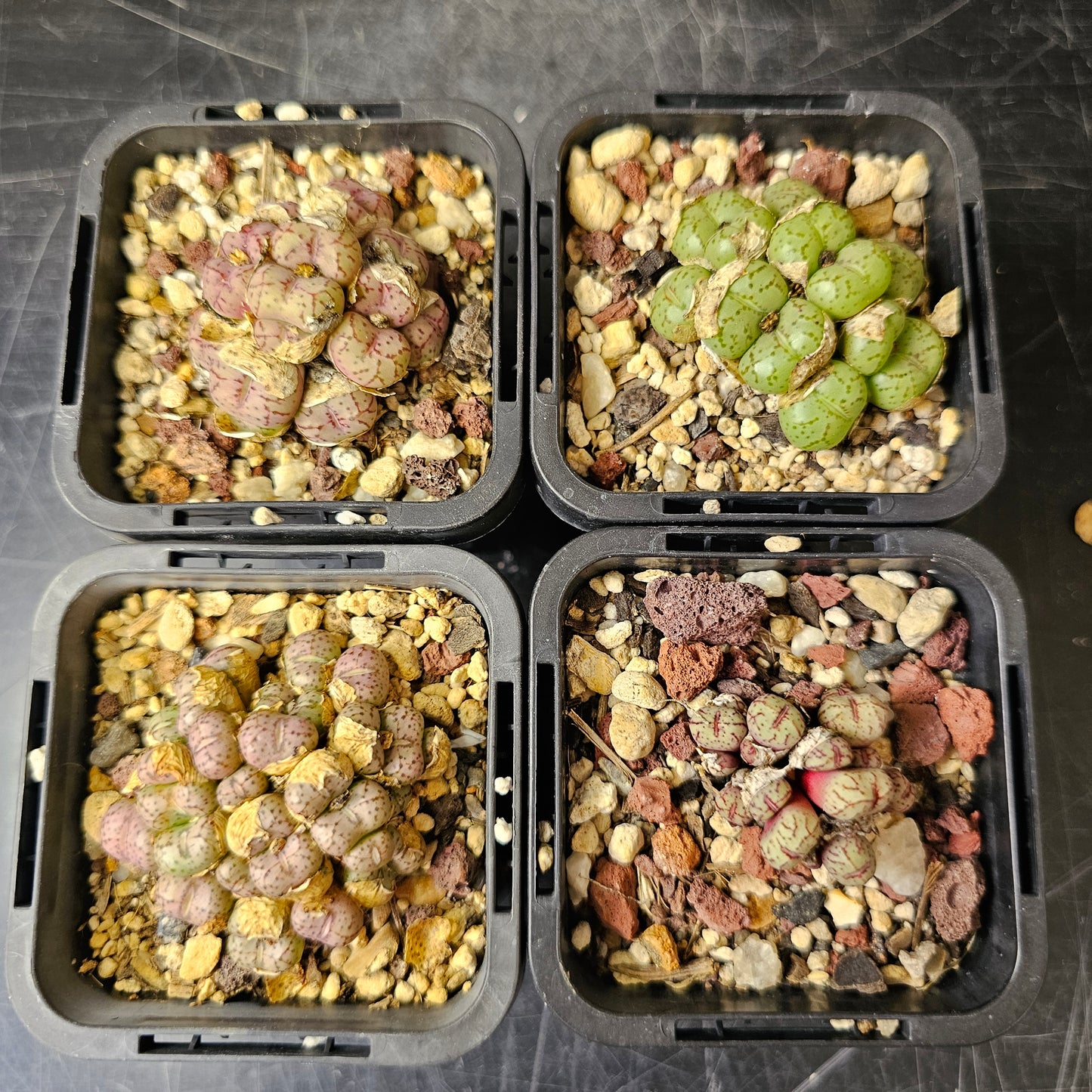 Conophytum bundle (4 plants) – Unusual Miniatures