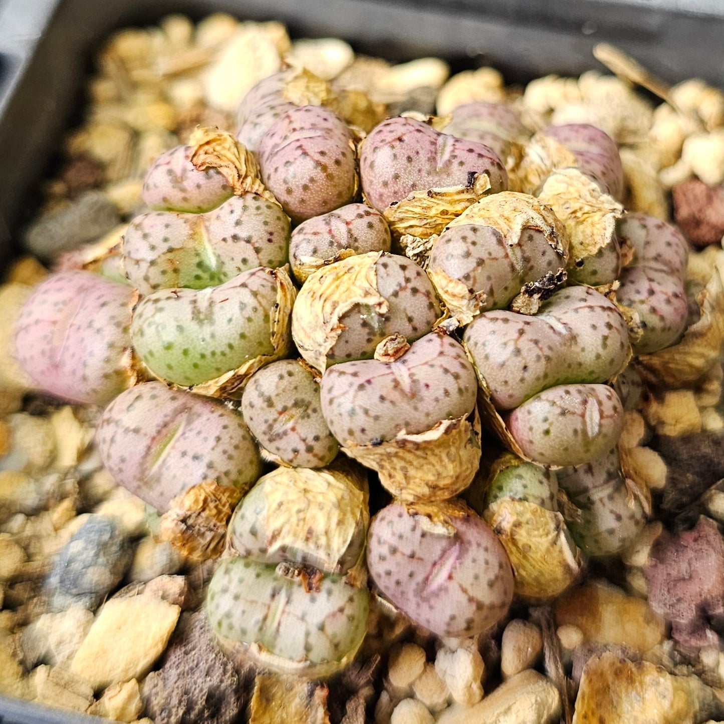 Conophytum bundle (4 plants) – Unusual Miniatures