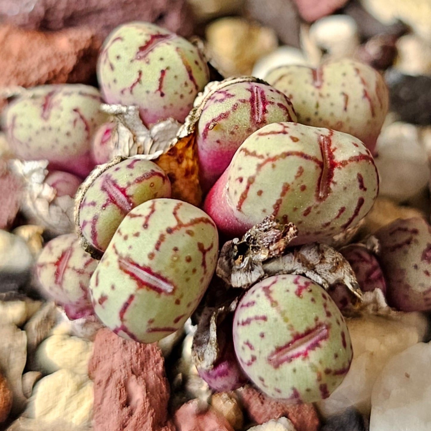 Conophytum bundle (4 plants) – Unusual Miniatures