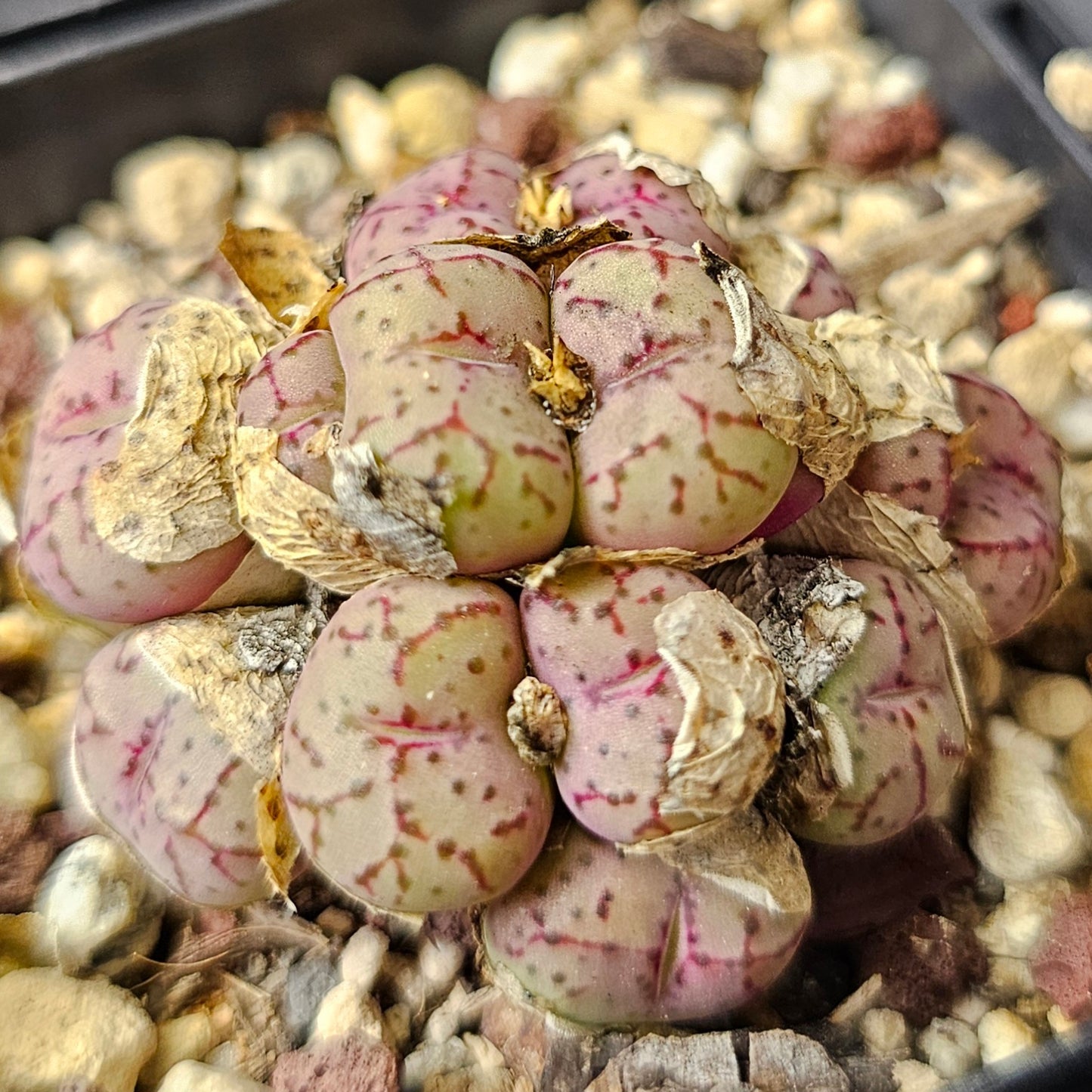 Conophytum bundle (4 plants) – Unusual Miniatures
