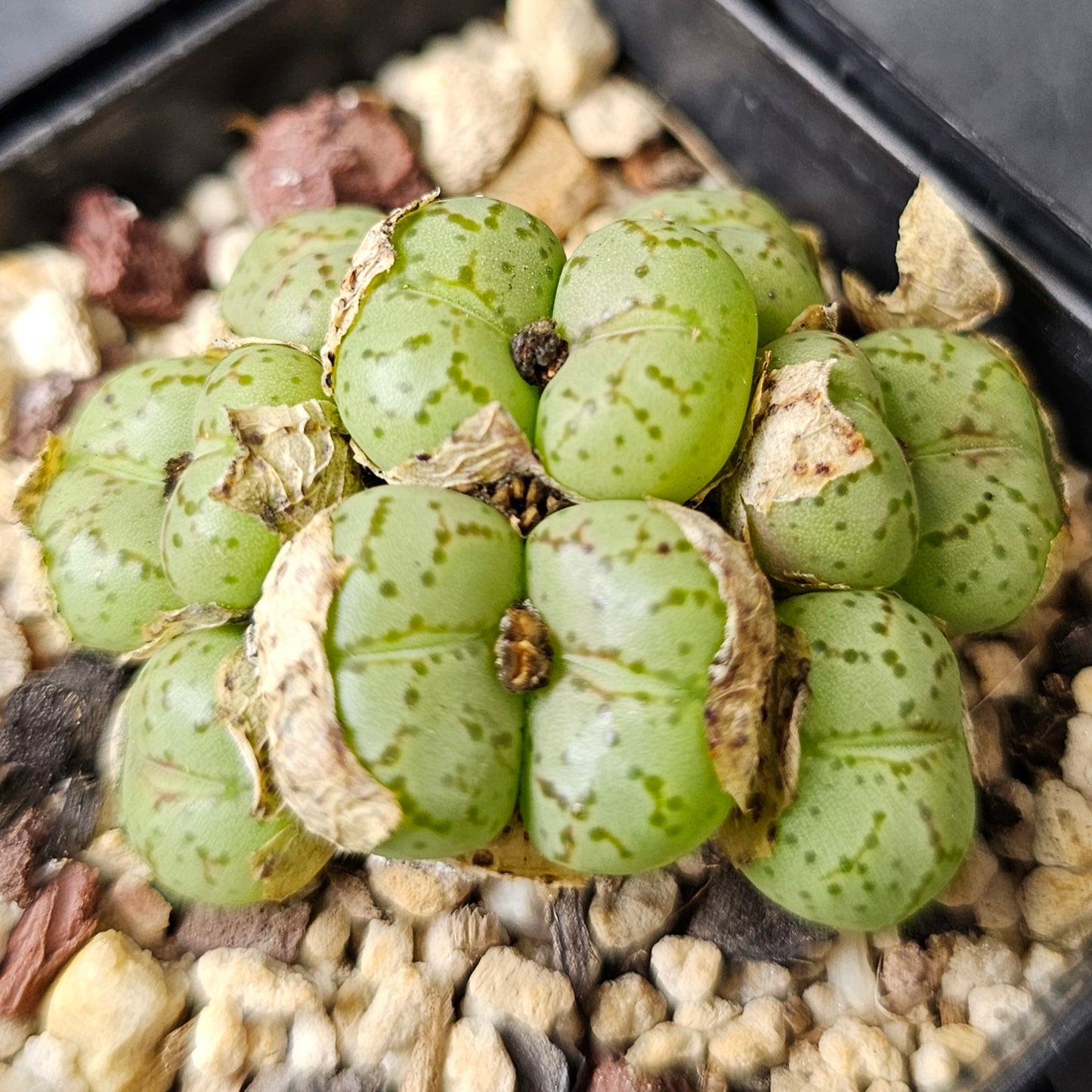 Conophytum bundle (4 plants) – Unusual Miniatures