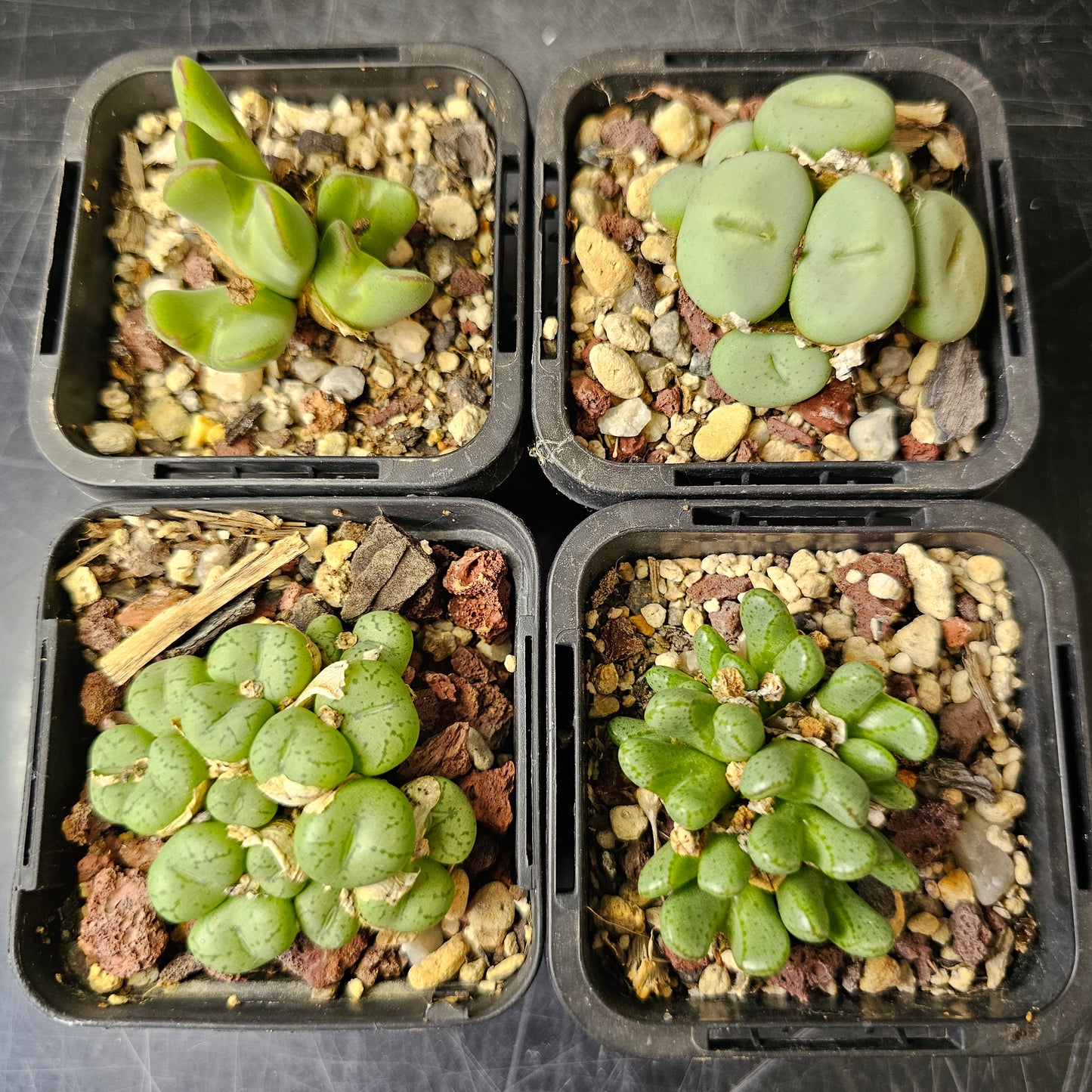 Conophytum bundle (4 plants) – Curious Collection