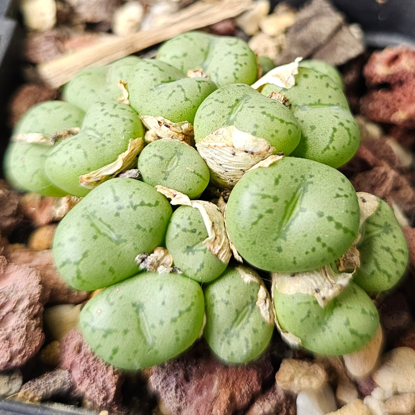 Conophytum bundle (4 plants) – Curious Collection