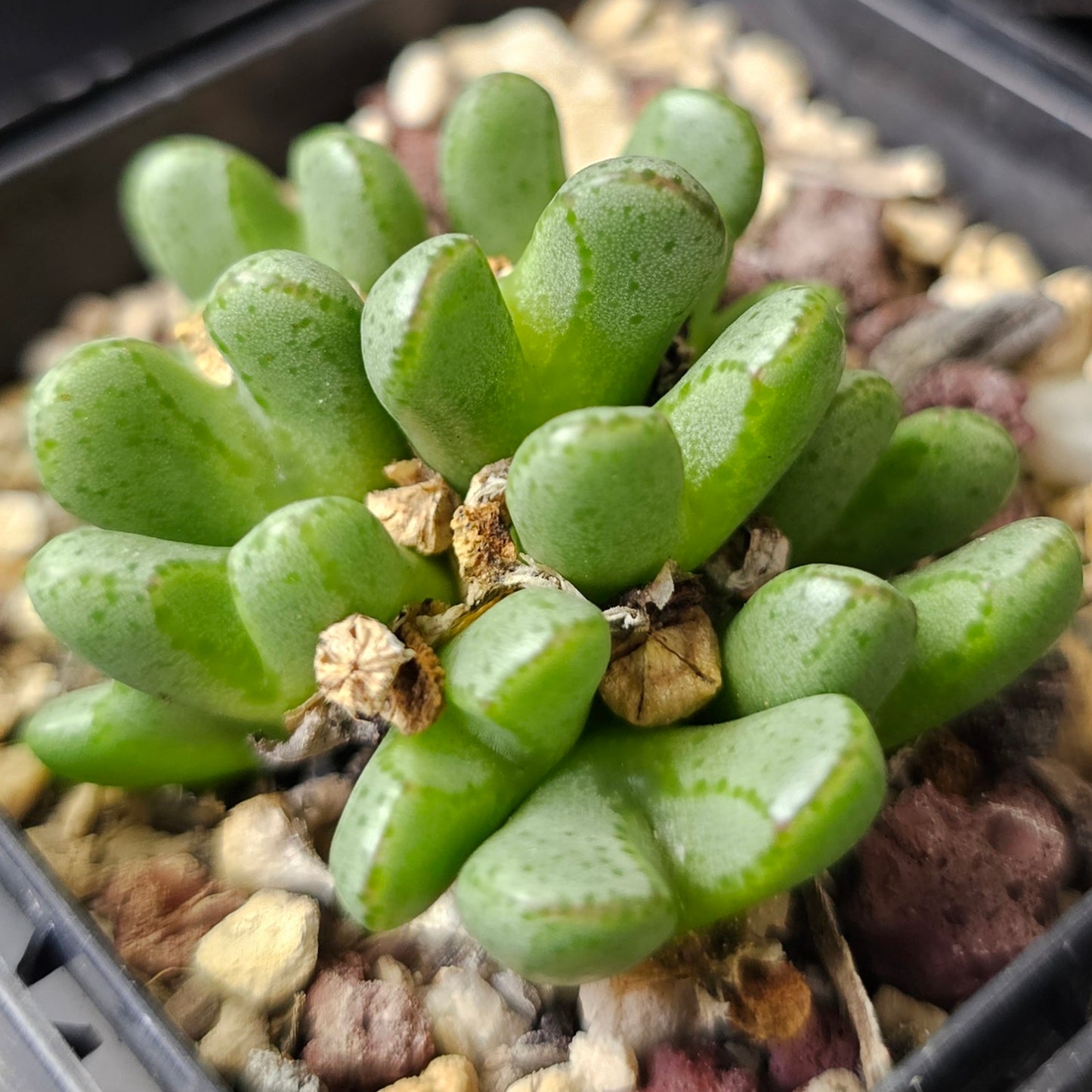 Conophytum bundle (4 plants) – Curious Collection