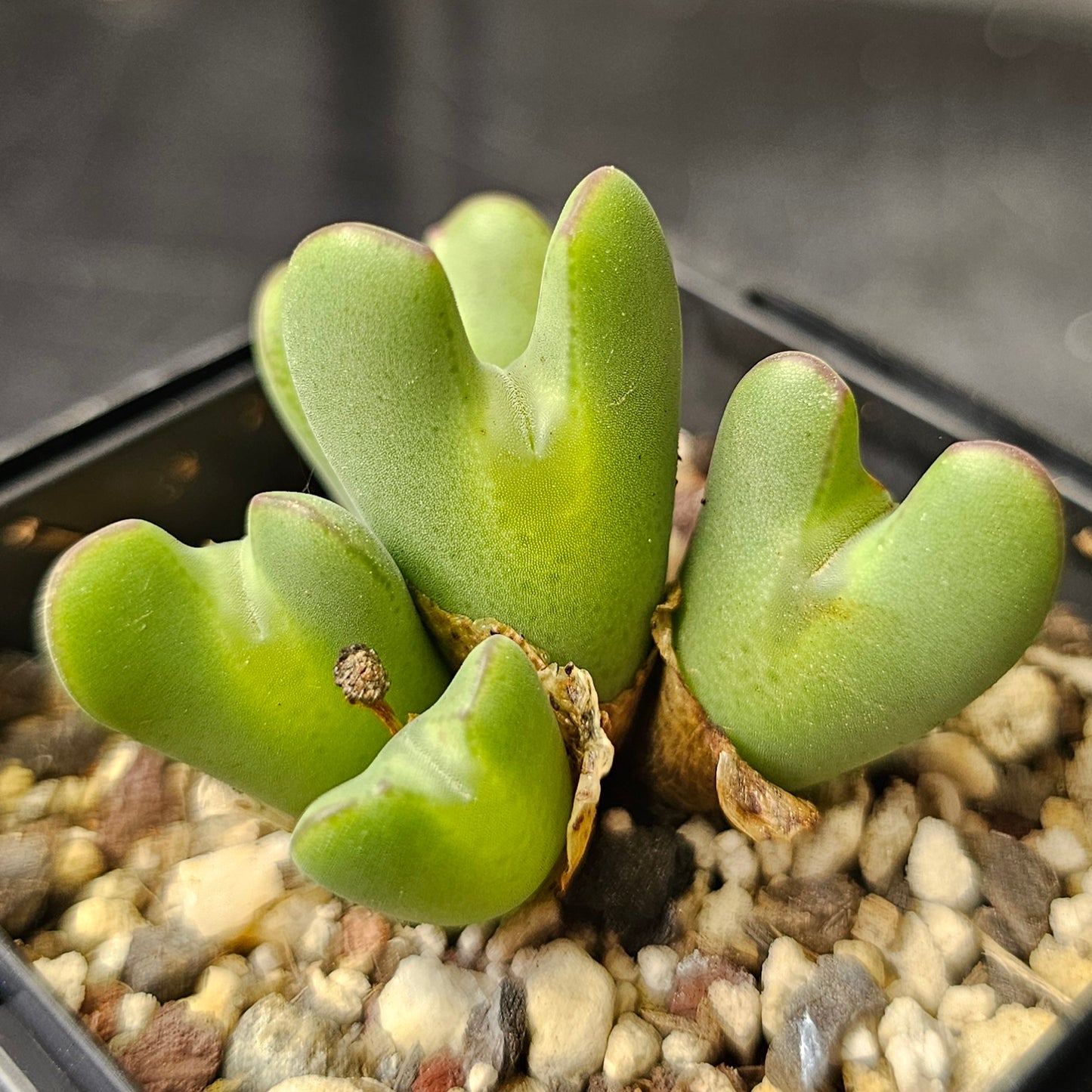 Conophytum bundle (4 plants) – Curious Collection