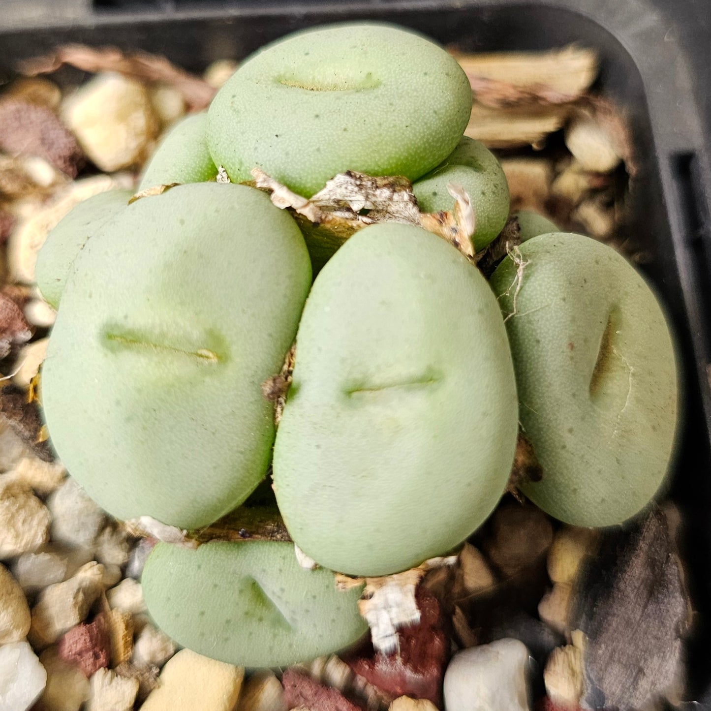 Conophytum bundle (4 plants) – Curious Collection
