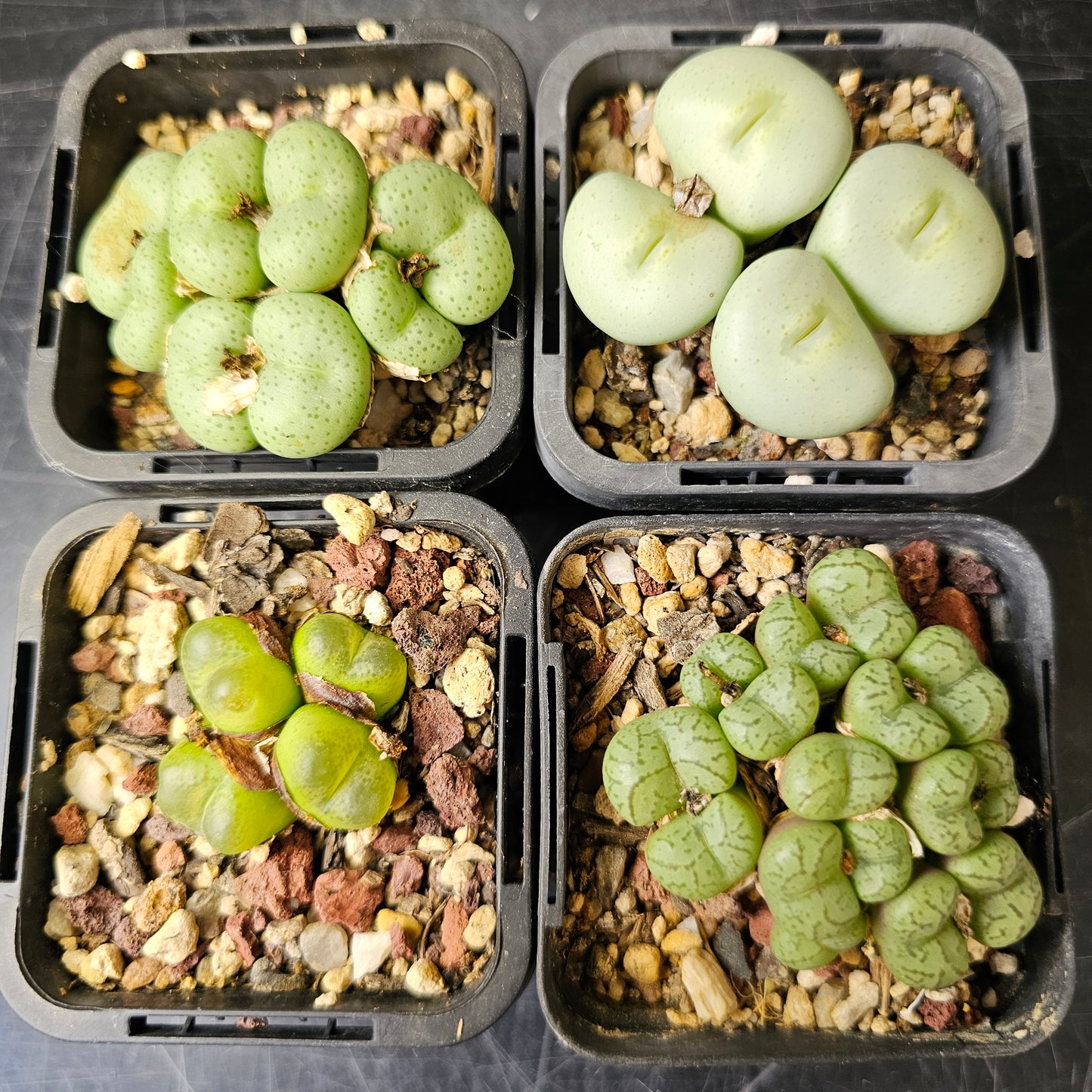 Conophytum bundle (4 plants) – Rare Feel Mix