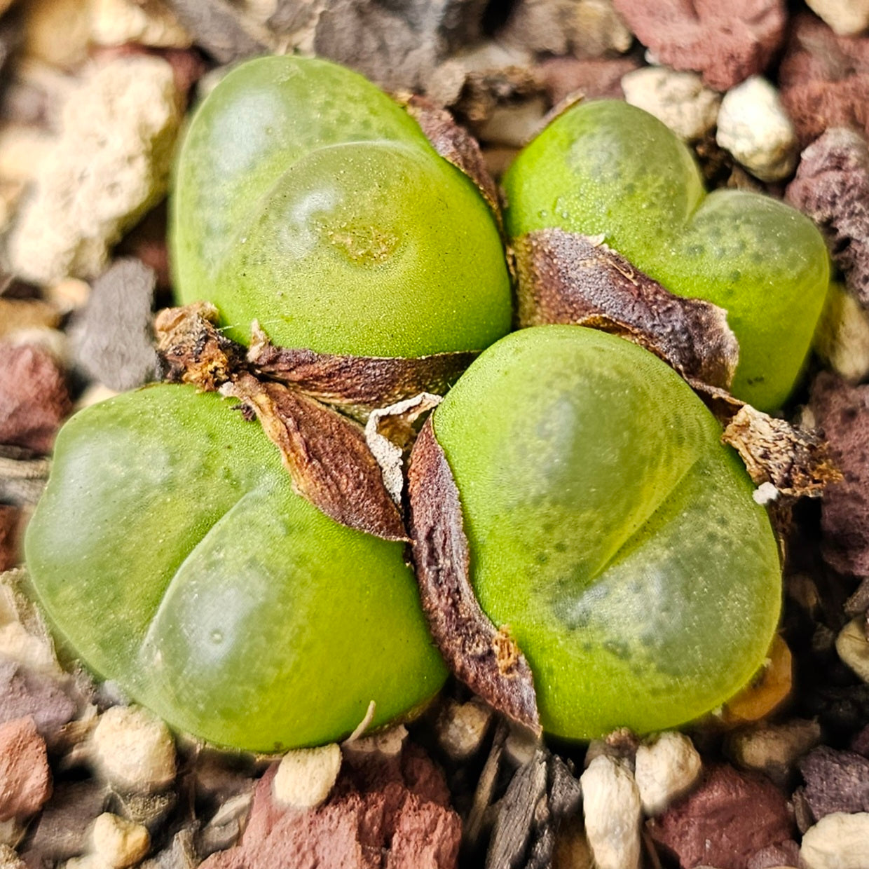 Conophytum bundle (4 plants) – Rare Feel Mix