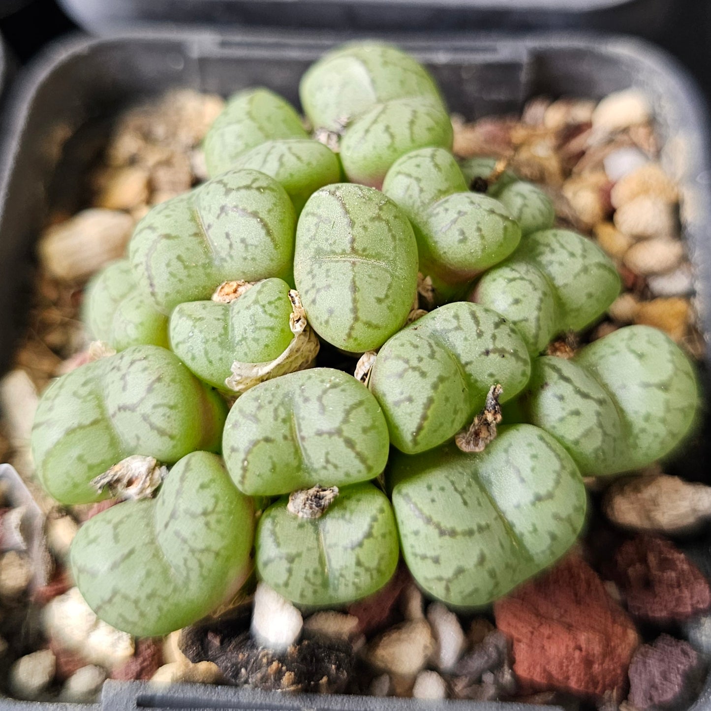 Conophytum bundle (4 plants) – Rare Feel Mix