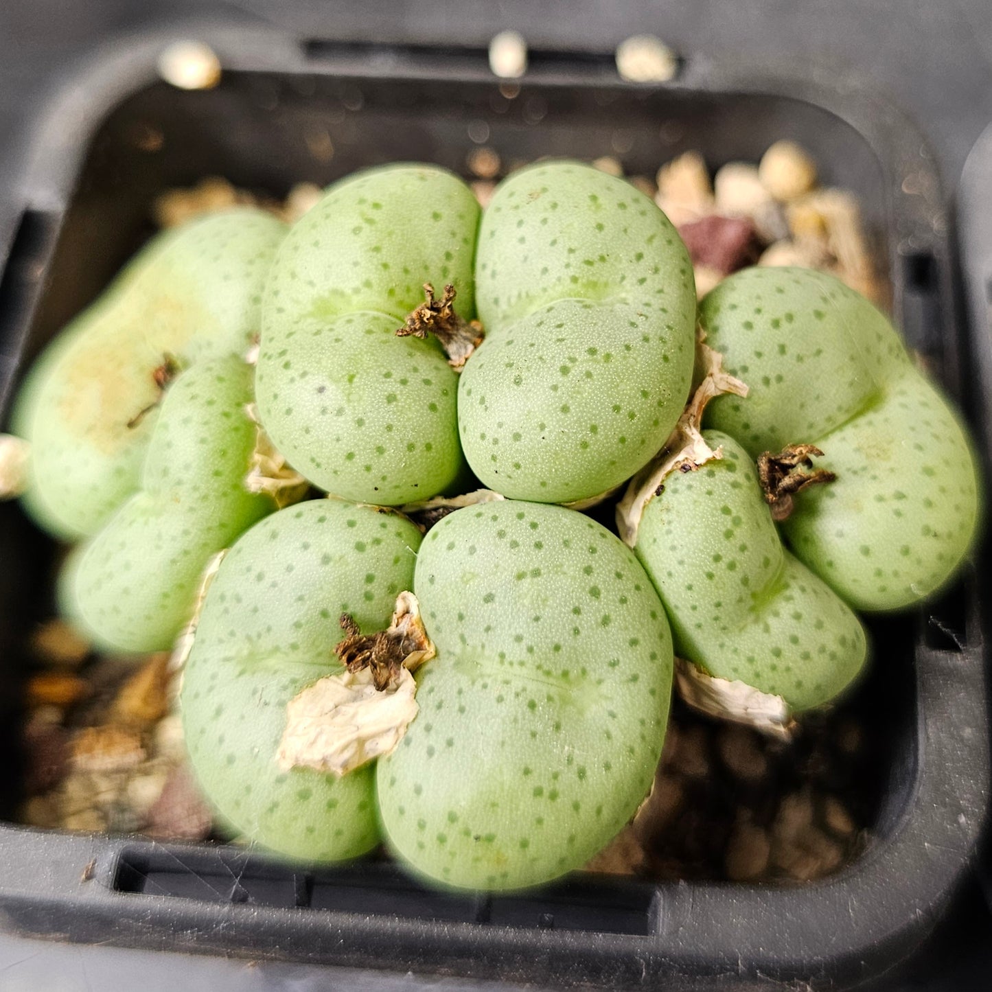 Conophytum bundle (4 plants) – Rare Feel Mix