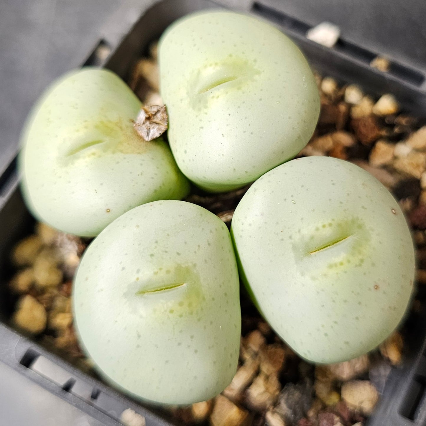 Conophytum bundle (4 plants) – Rare Feel Mix