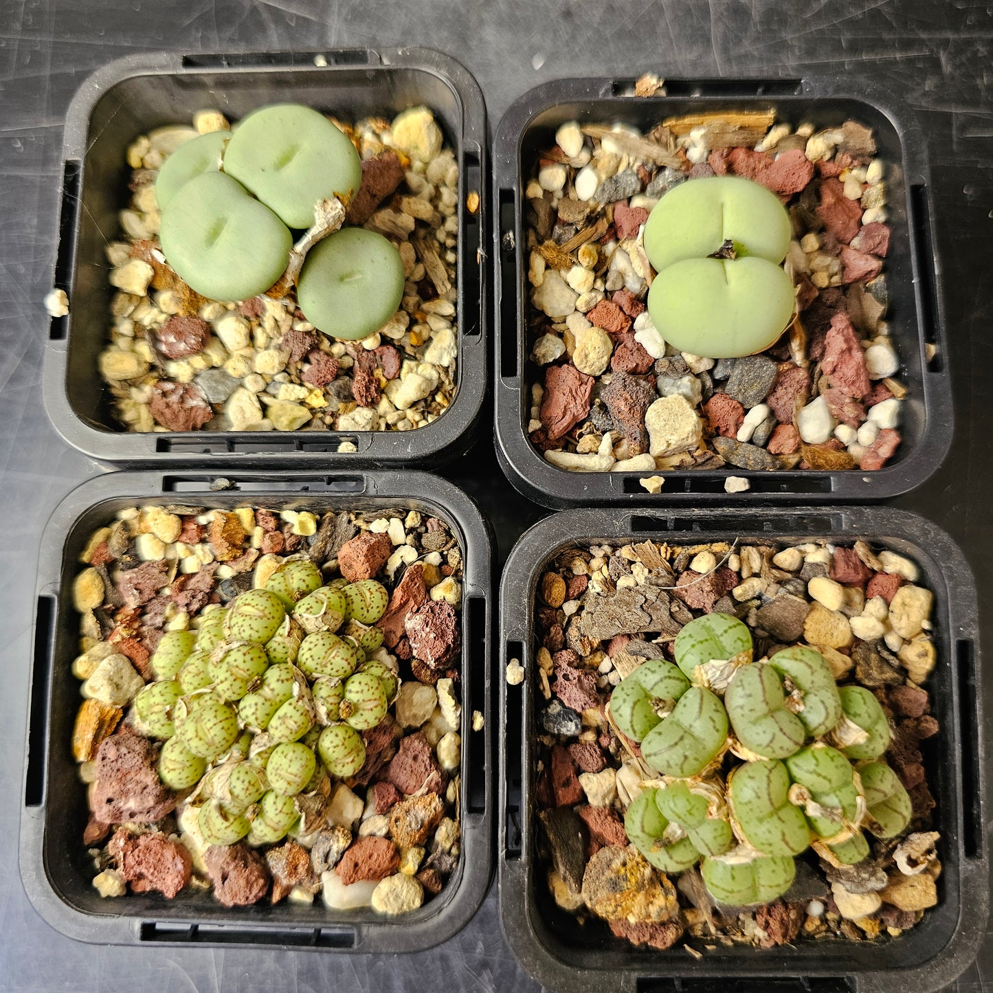 Conophytum bundle (4 plants) – Oddities Selection