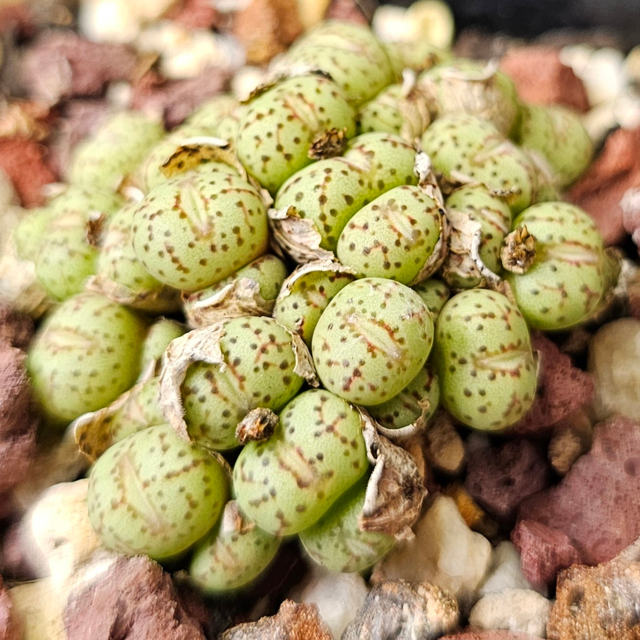 Conophytum bundle (4 plants) – Oddities Selection
