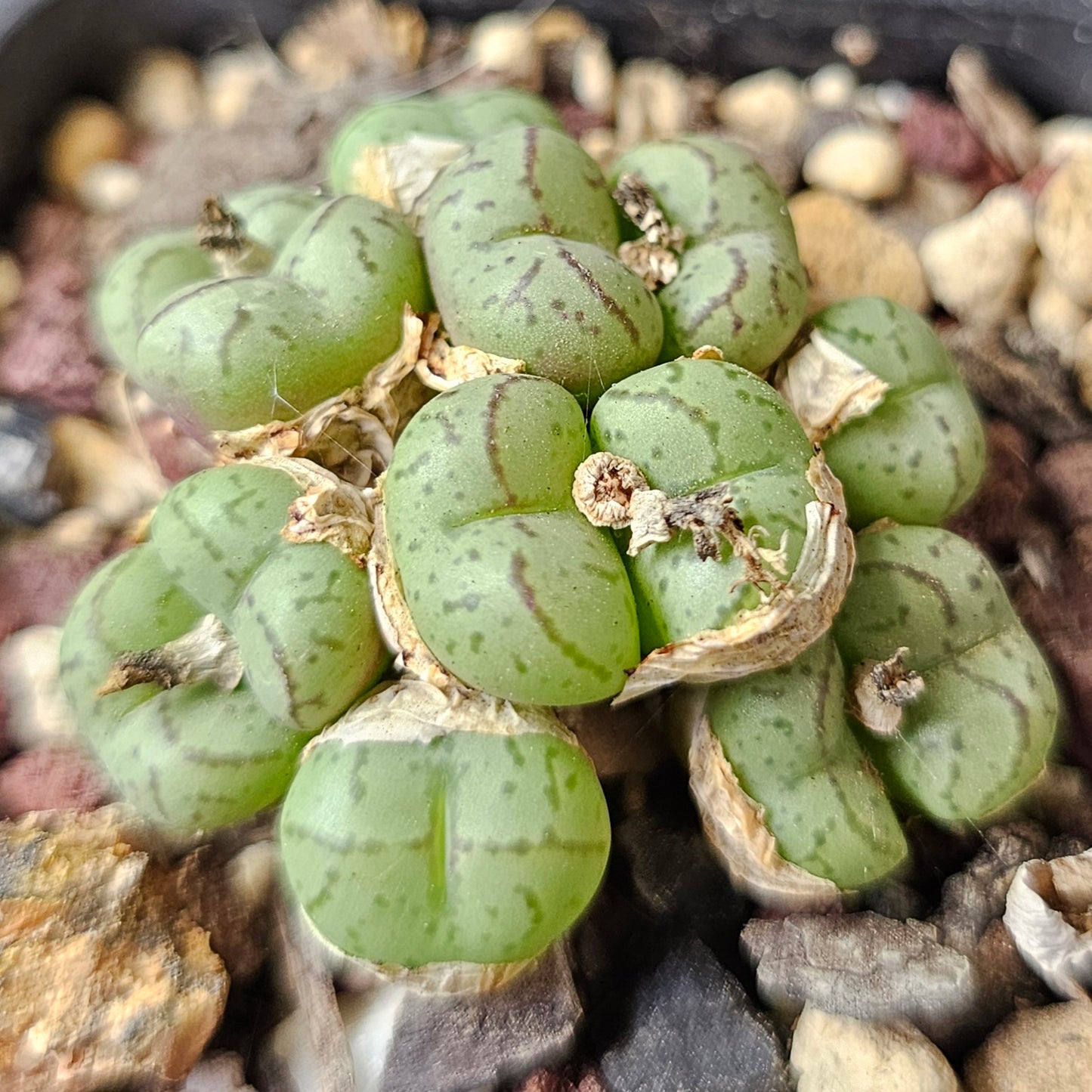 Conophytum bundle (4 plants) – Oddities Selection