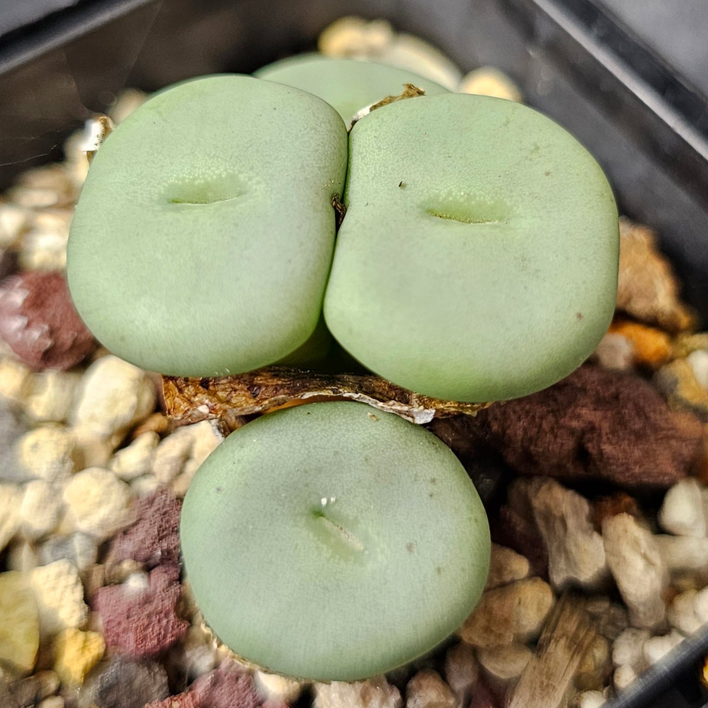Conophytum bundle (4 plants) – Oddities Selection
