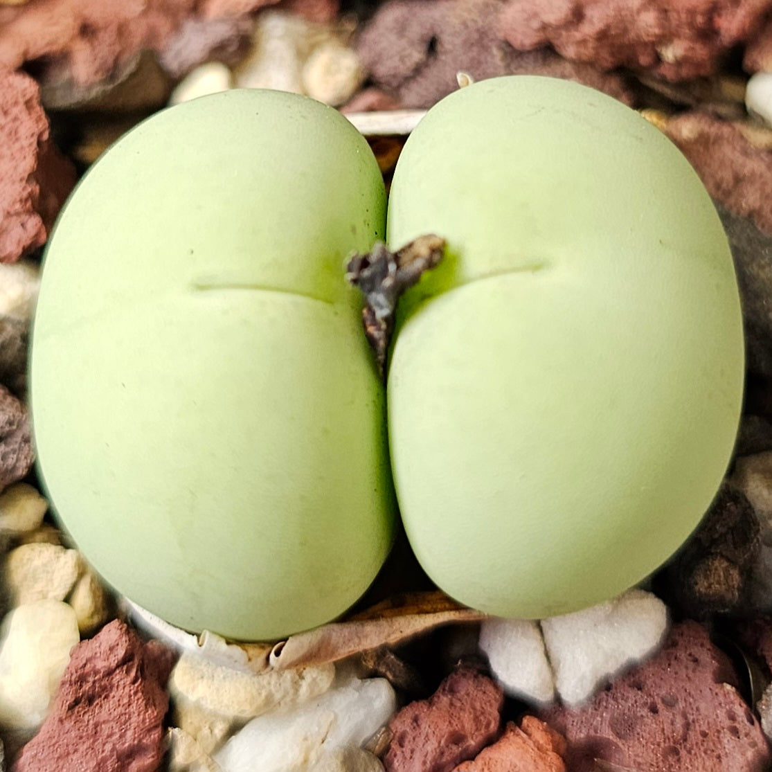 Conophytum bundle (4 plants) – Oddities Selection