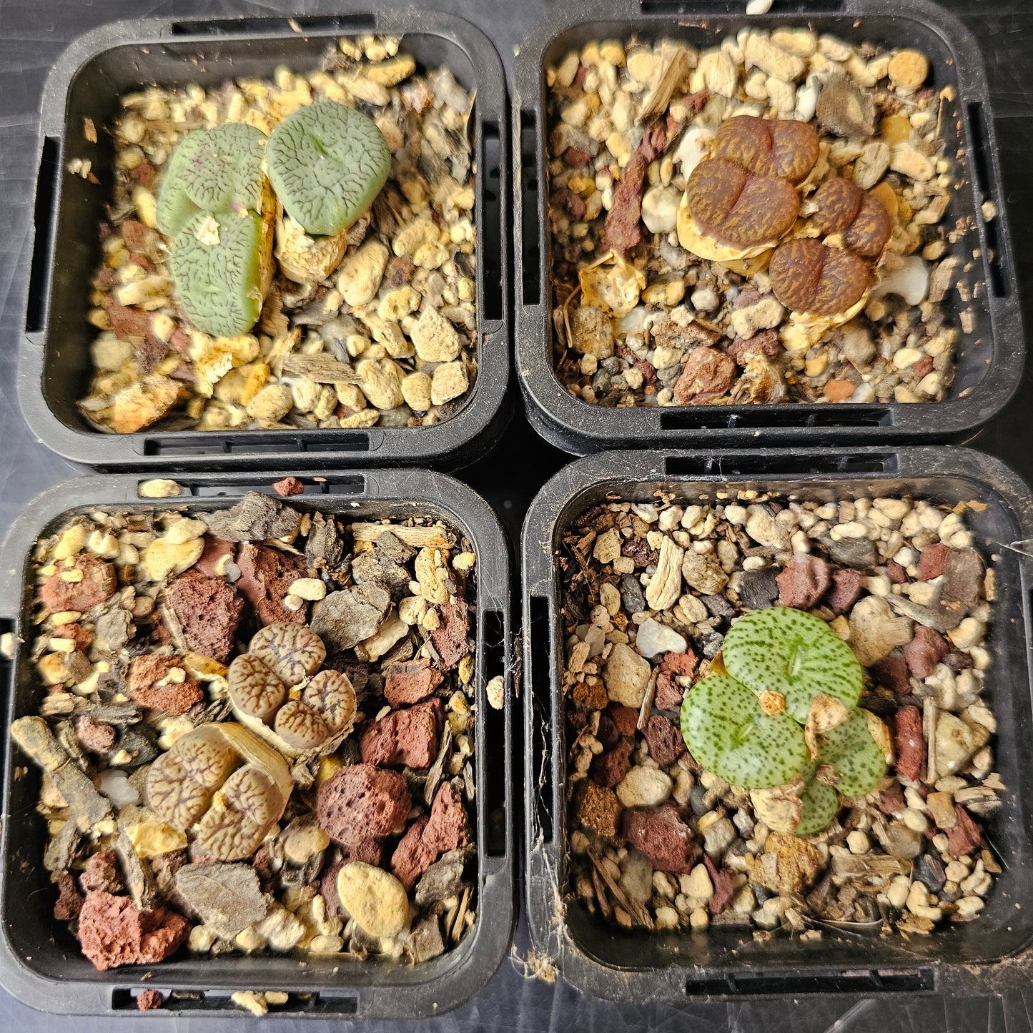 Conophytum bundle (4 plants) – Arid Oddities