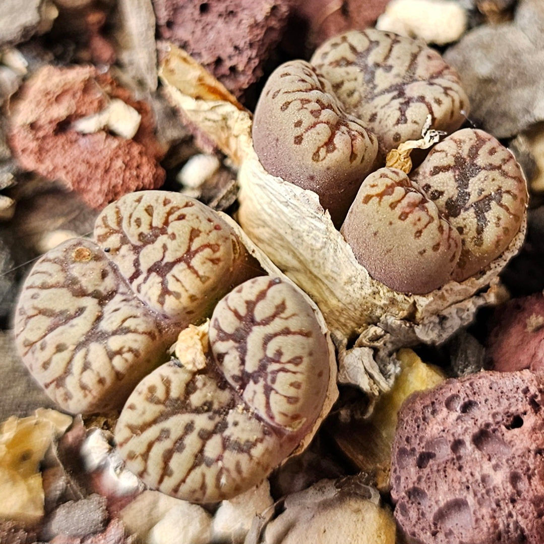 Conophytum bundle (4 plants) – Arid Oddities