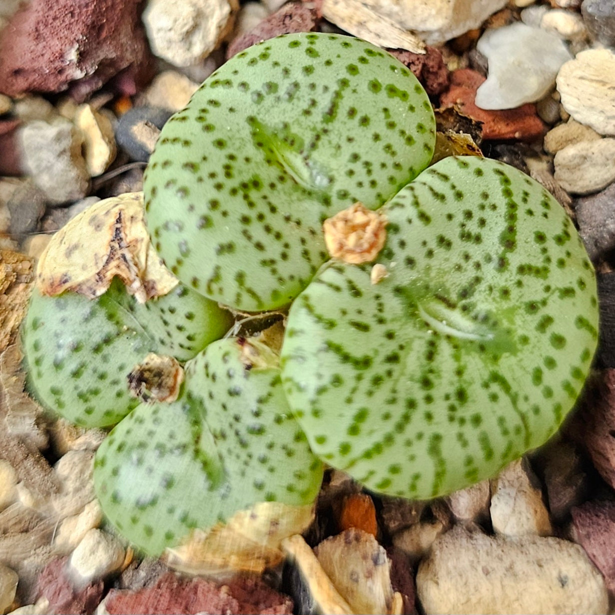 Conophytum bundle (4 plants) – Arid Oddities
