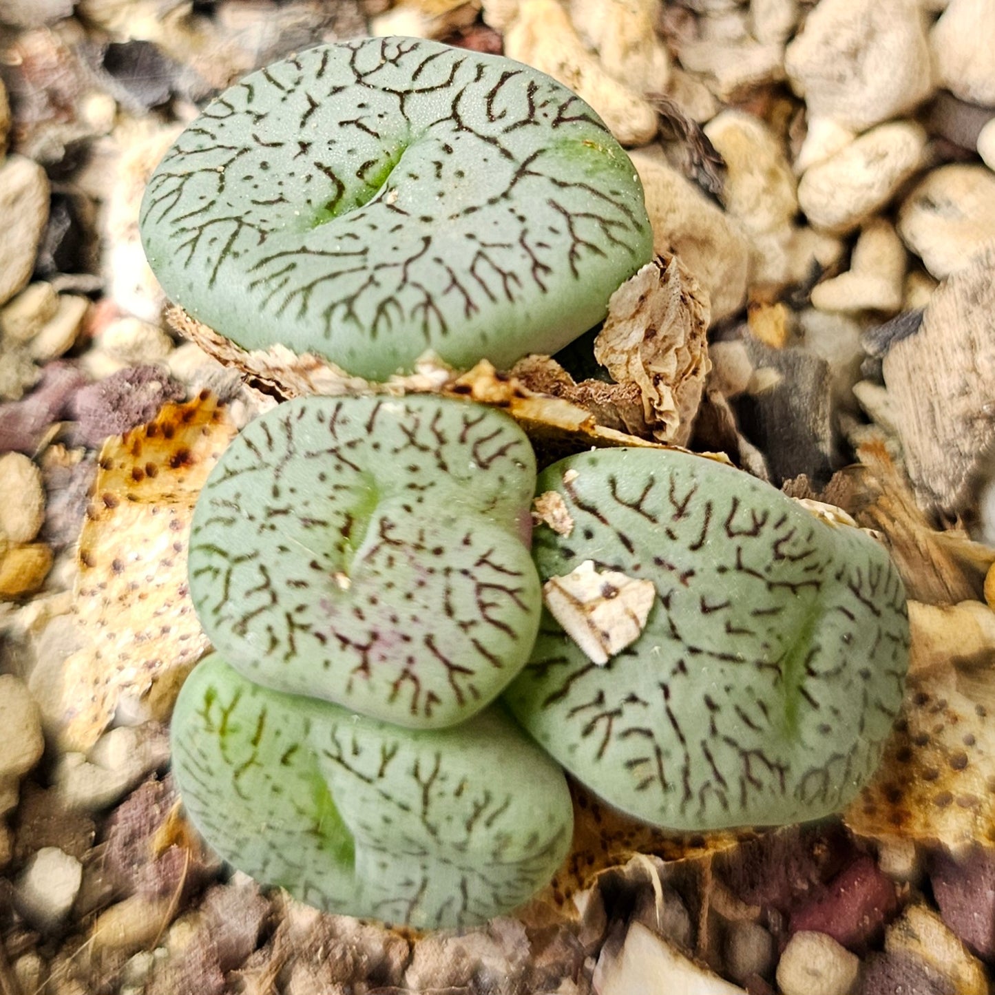 Conophytum bundle (4 plants) – Arid Oddities