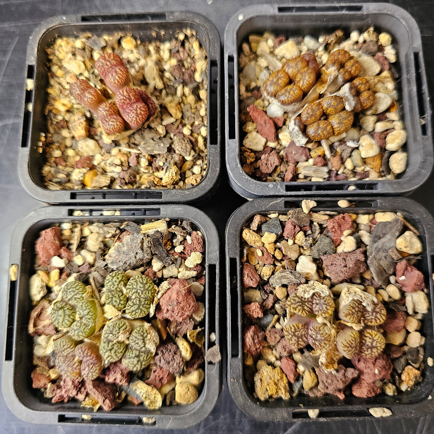 Conophytum bundle (4 plants) – Strange Little Mix
