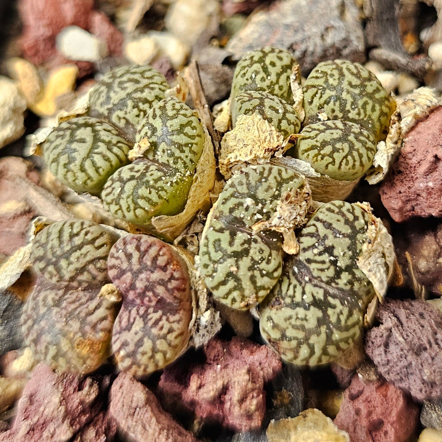 Conophytum bundle (4 plants) – Strange Little Mix