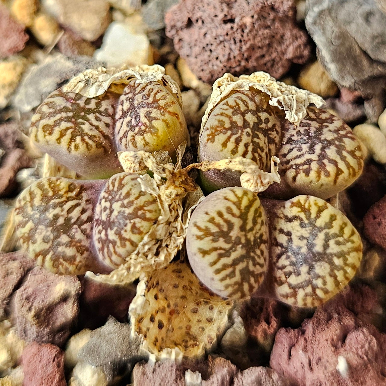 Conophytum bundle (4 plants) – Strange Little Mix