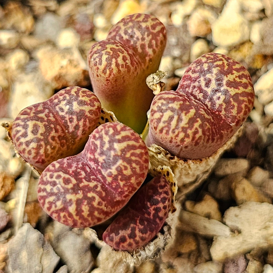 Conophytum bundle (4 plants) – Strange Little Mix