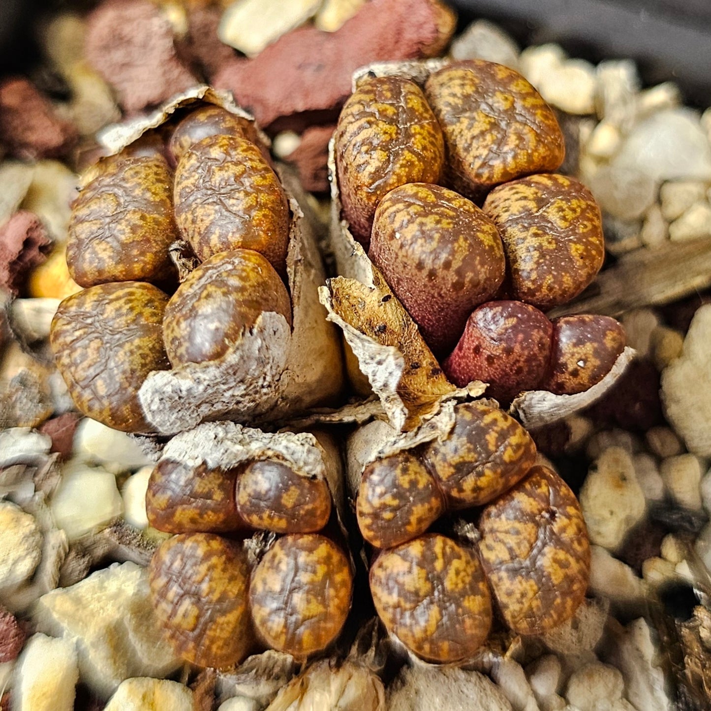 Conophytum bundle (4 plants) – Strange Little Mix