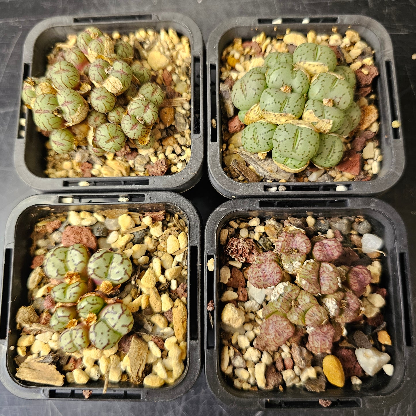 Conophytum bundle (4 plants) – Unusual Finds