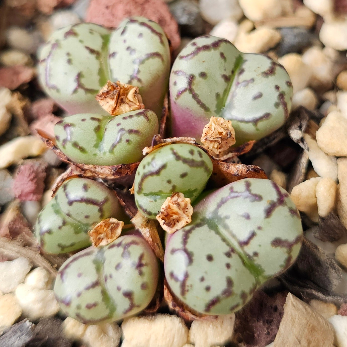 Conophytum bundle (4 plants) – Unusual Finds