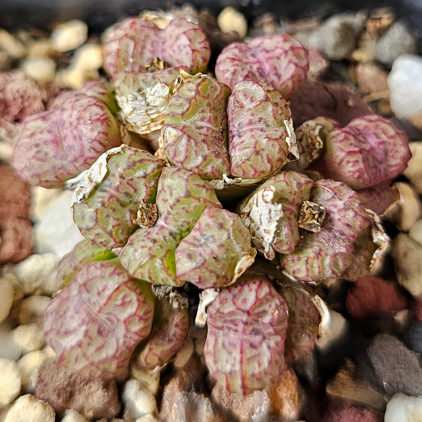 Conophytum bundle (4 plants) – Unusual Finds