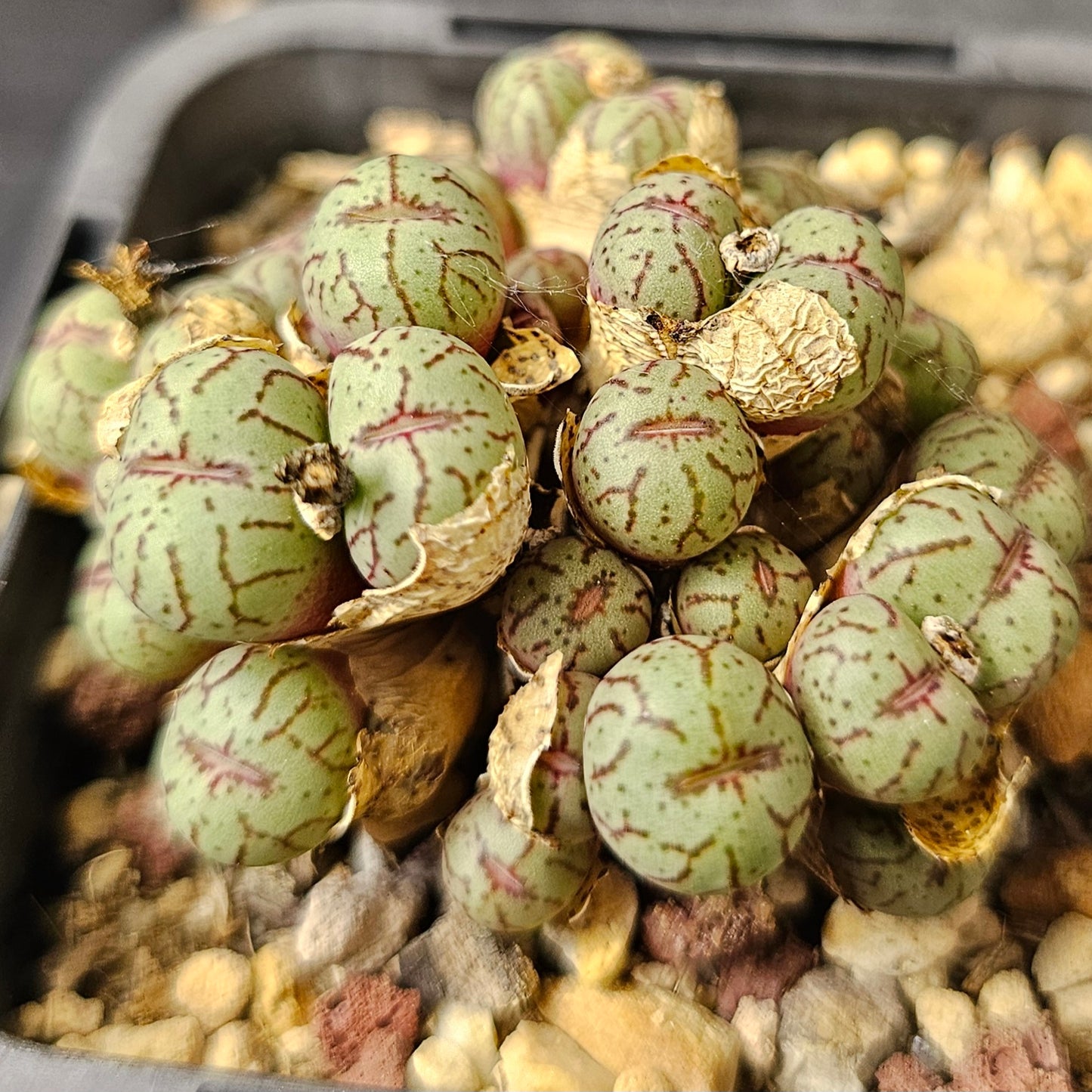 Conophytum bundle (4 plants) – Unusual Finds