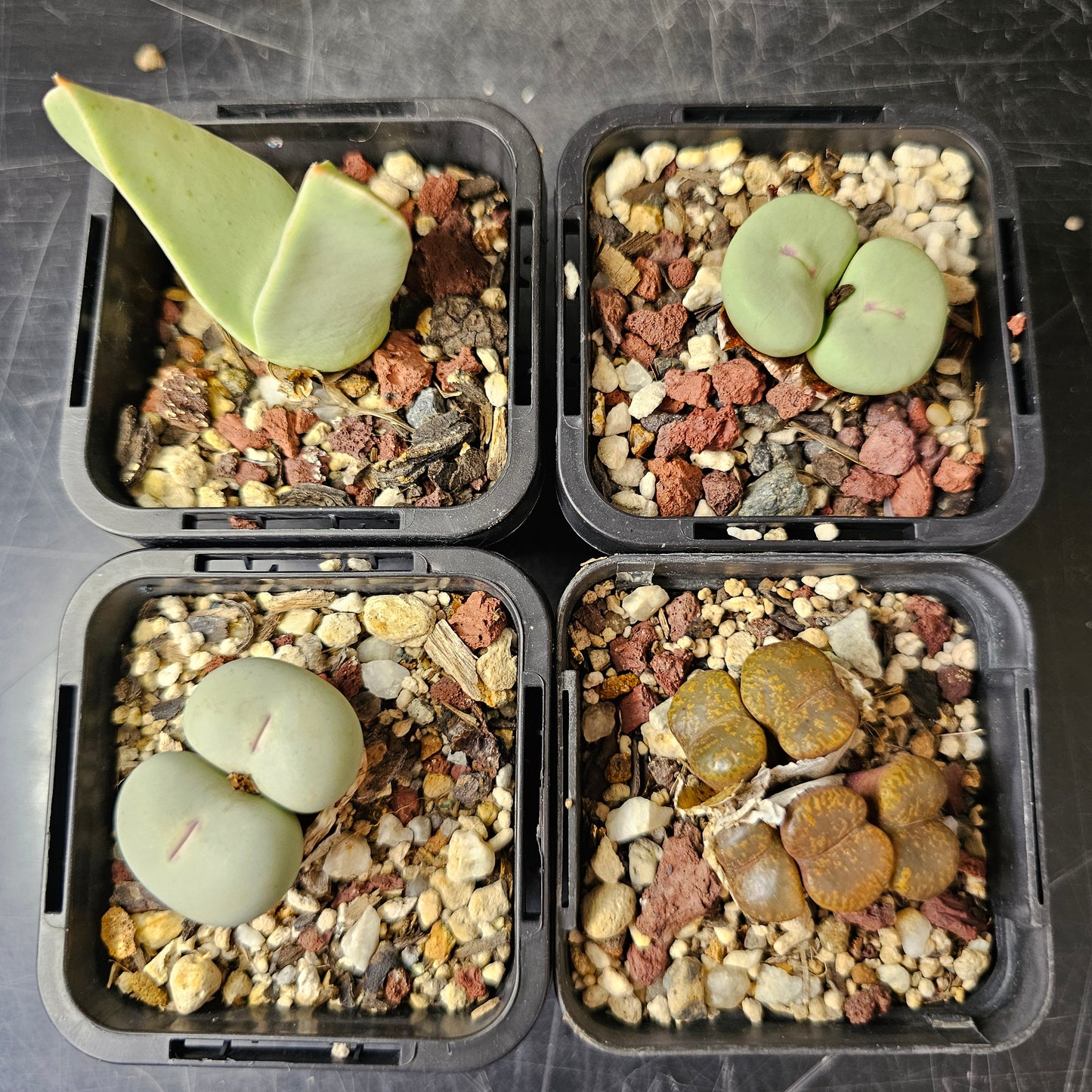 Conophytum bundle (4 plants) – Curious Assortment