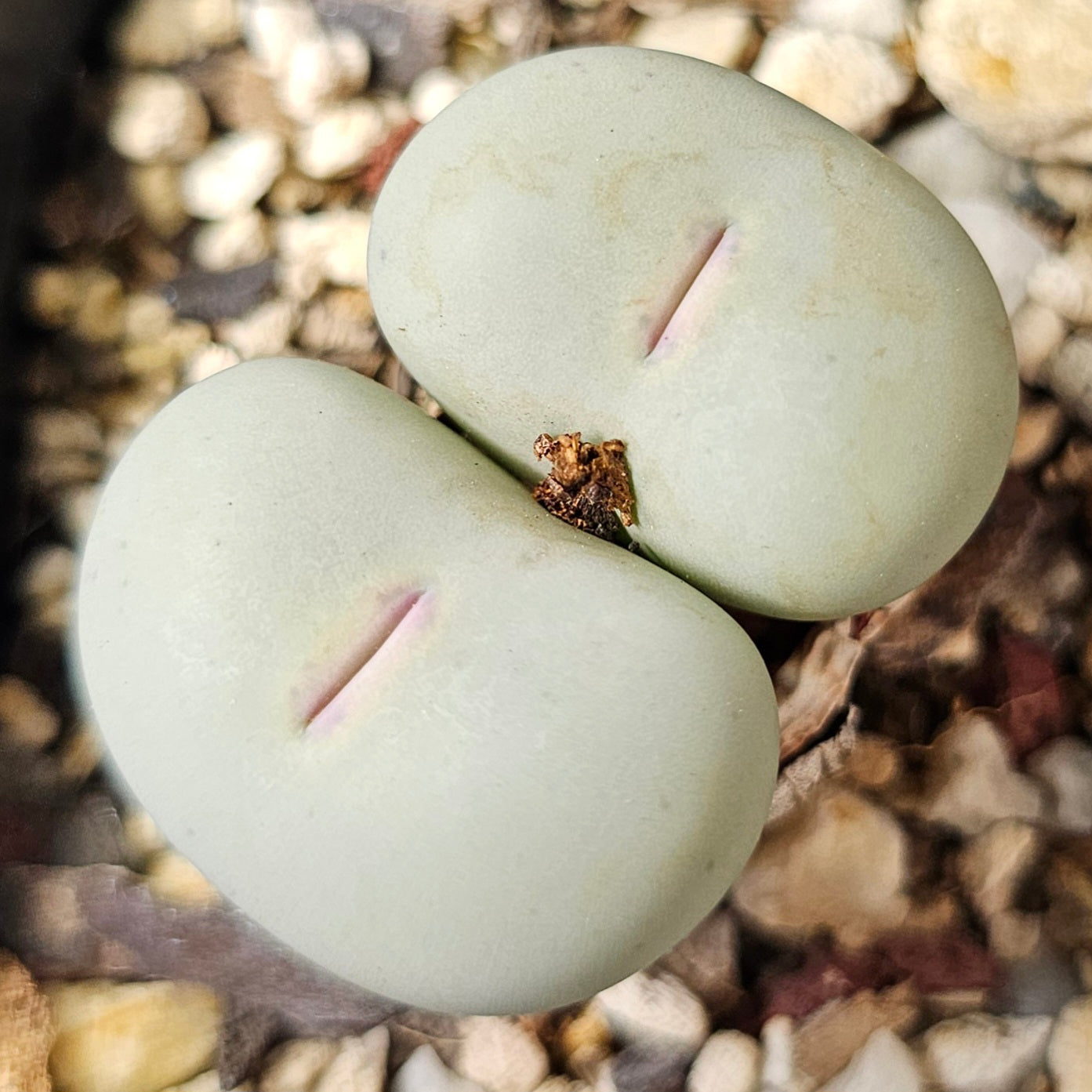 Conophytum bundle (4 plants) – Curious Assortment