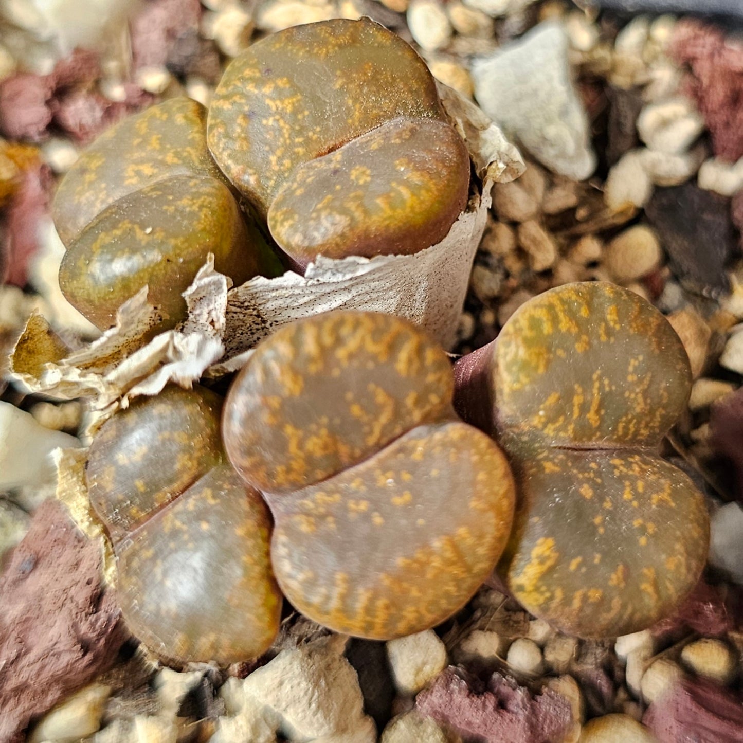 Conophytum bundle (4 plants) – Curious Assortment