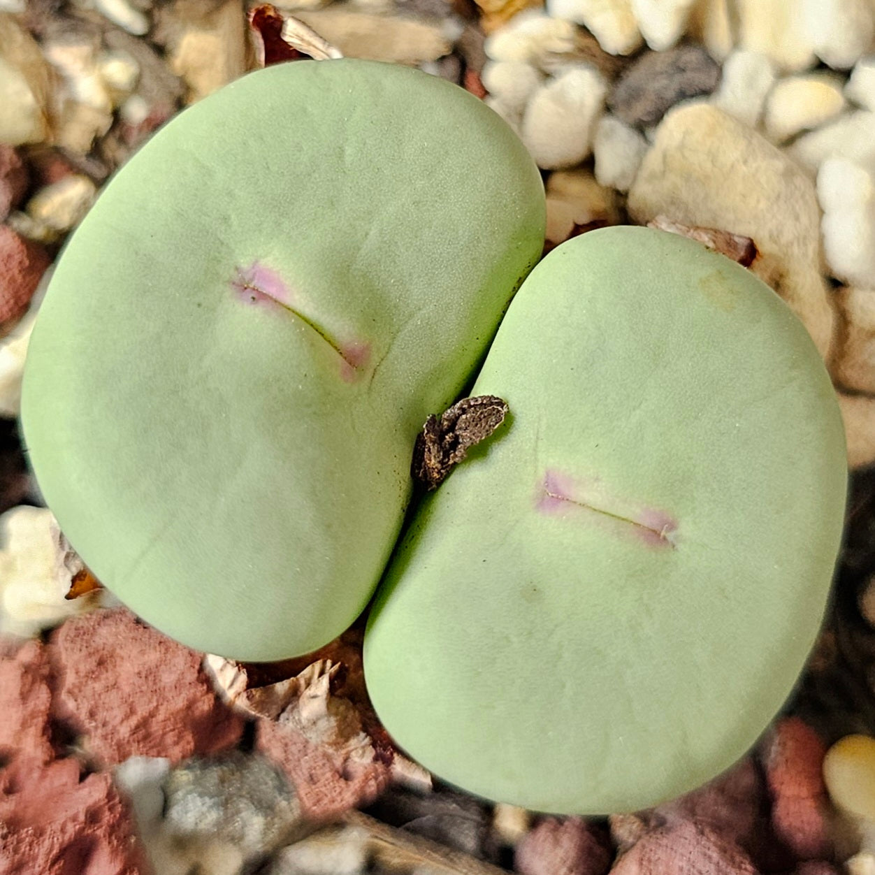Conophytum bundle (4 plants) – Curious Assortment