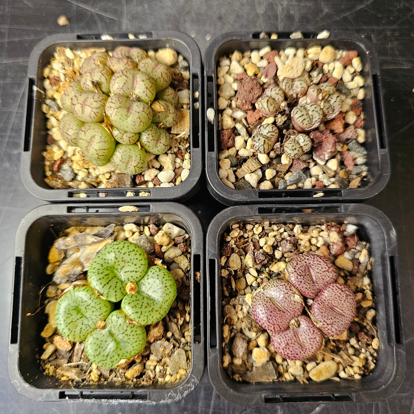 Conophytum bundle (4 plants) – Arid Assortment
