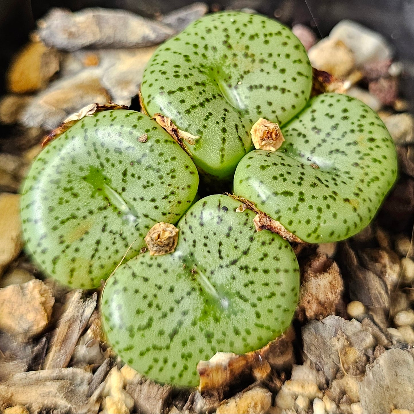 Conophytum bundle (4 plants) – Arid Assortment