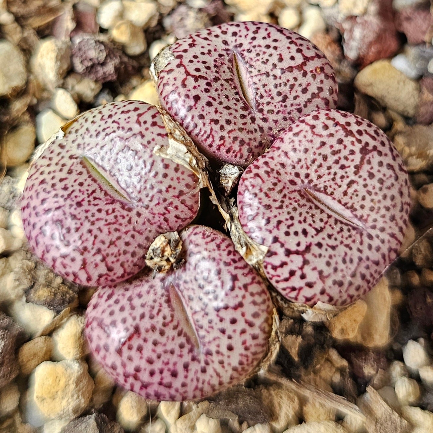Conophytum bundle (4 plants) – Arid Assortment
