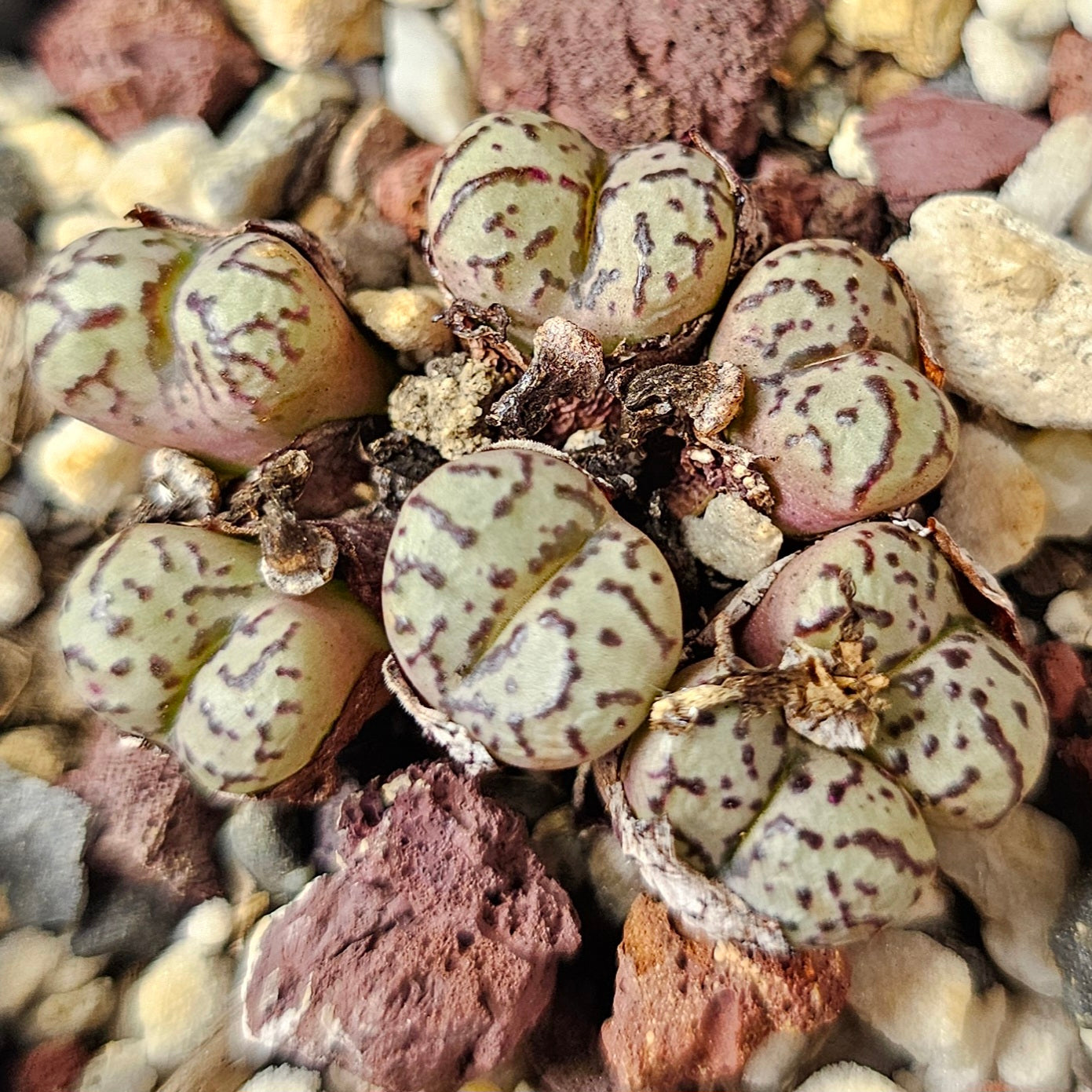 Conophytum bundle (4 plants) – Arid Assortment
