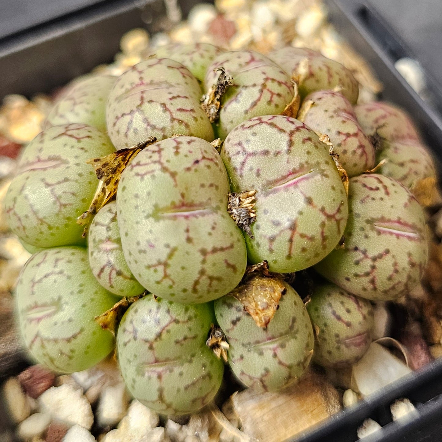 Conophytum bundle (4 plants) – Arid Assortment