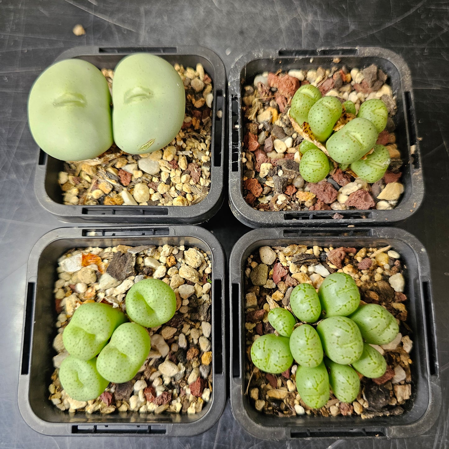 Conophytum bundle (4 plants) – Subtle Oddities